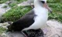 The world's oldest albatross is about to give birth to 37th child