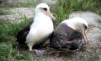 The world's oldest bird lays eggs