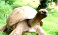 The world's oldest creature