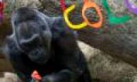 The world's oldest gorilla celebrates its 56th birthday