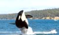 The world's oldest killer whale died at the age of over 100