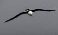 The world's oldest seagull bird spawns at age 62