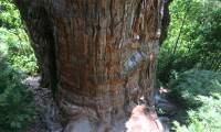 The world's oldest tree is about to be officially recognized.