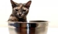 The world's smallest cat is only 13cm tall