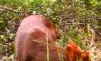 The world's smallest deer life