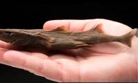 The world's smallest shark, fits in the palm of your hand
