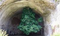 The world's strangest tree defies all laws of physics