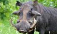 The world's worst pig was recorded for the first time