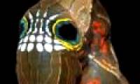 The worm has a skull-shaped face