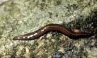The worms of the flukes of snail chewed away the human skin