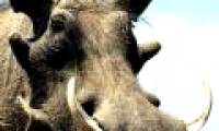 The worst animals on the planet