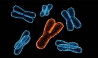 The Y chromosome is gradually disappearing, predicting that men have a new sex gene