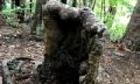 The 'zombie' tree is fed by the forest