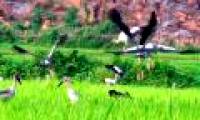 There are many strange birds near the Lai Chau Hydropower Project