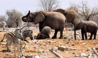There are so many wild animals in the African savannah, why have the natives never domesticated them?