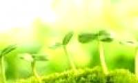 There have been 'superfoods' that can save mankind's hunger: All thanks to this tiny plant!
