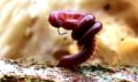 There is a world of creatures living under our feet