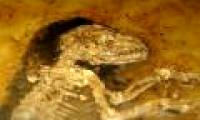 There was a gene explosion about 3 billion years ago