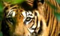There will be no tigers in Asia