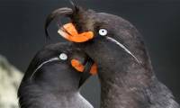 These animals are particularly known for their ability to emit captivating scents.