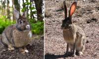 These animals can be mistaken for each other at first glance.