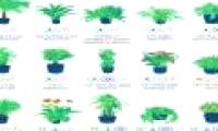 These are plants that NASA recommends growing indoors