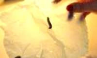 These are the worms that are making the whole world excited.  The reason is ...