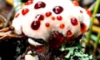 These fungi have strange shapes
