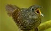 They discovered new frogs in Asia