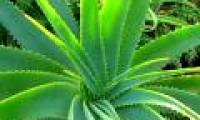 Things may not be known about aloe