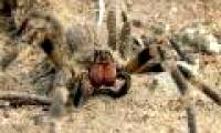 Things you may not know about the world's most exclusive spider