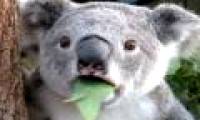 This animal also has our identical fingerprints