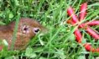 This animal is ten thousand times more spicy than humans, but its secret is ... unfair!