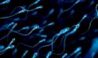 This is how science uses sperm to ... treat cancer