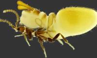 This is the laziest and most mischievous insect on the planet, it doesn't work but still wants to eat.