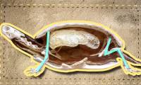 This is what is inside the shell of a turtle and ensures you will be very surprised