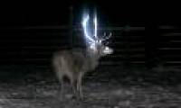 This is why reindeer in 'Santa's homeland' has glowing horns