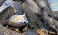This little mouse could hold the key to a future medical revolution!
