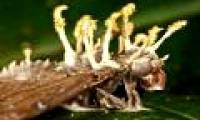 This parasitic fungus will be a new future for agriculture