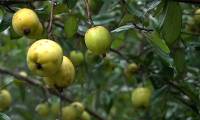 This sour fruit is a 'natural anti-cancer drug' and effectively lowers blood sugar.