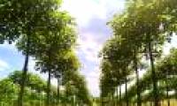 This tree will probably be the