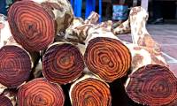 This type of wood is known as 'open-air gold': The Chinese royal family trusts it and uses it, rich people bring sacks of money to buy it!