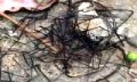 Thought barbed wire, turned out to be a creepy creature that many people put on their hair