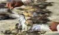 Thousands of bird corpses cover a 200km2 wide lake