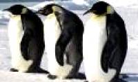 Thousands of emperor penguins in Antarctica disappeared after a night