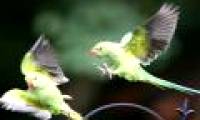 Thousands of green parrots naturally make landfall in the UK