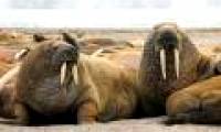 Thousands of walruses flock to the northwestern coast of Alaska