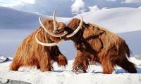 Three extinct creatures may soon be brought back to life