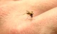 Three main infections of Zika virus