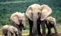 Three rare elephants were killed in Indonesia